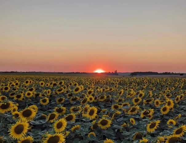 coucher de soleil sur les champs de tournesols près du Domaine de Champouteau