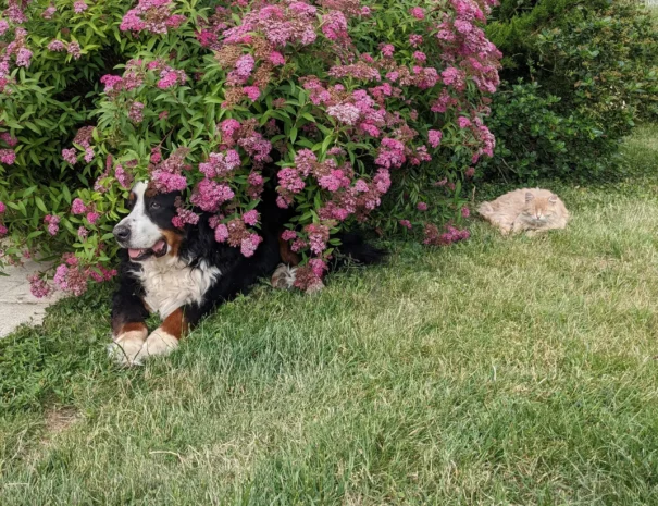 ambiance paisible dans le jardin de la maison d’hôtes du Domaine de Champouteau