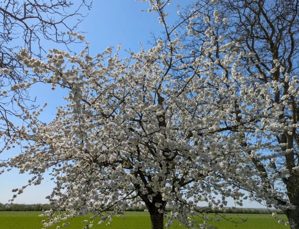 Domaine de Champouteau (7)