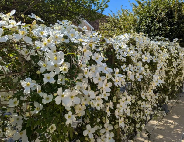 floraison printanière dans le jardin du Domaine de Champouteau
