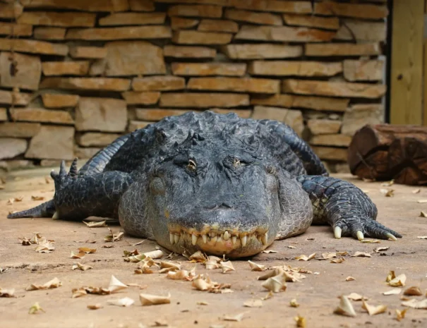 Zoo-de-Beauval-Crocodile