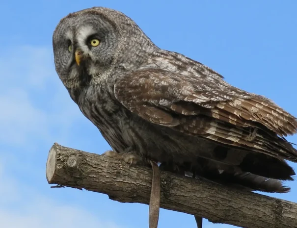 Zoo-de-Beauval-Hibou