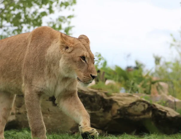 Zoo-de-Beauval-Lionne